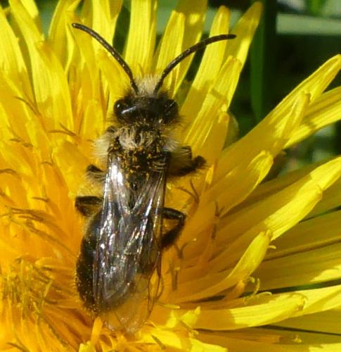 Andrena sp.