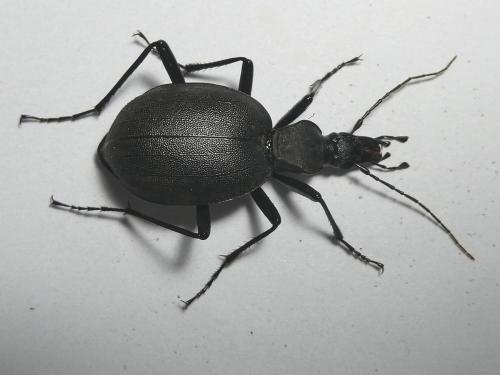 Cychrus italicus