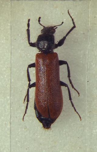 Réf. 332 924 : Psoa dubia