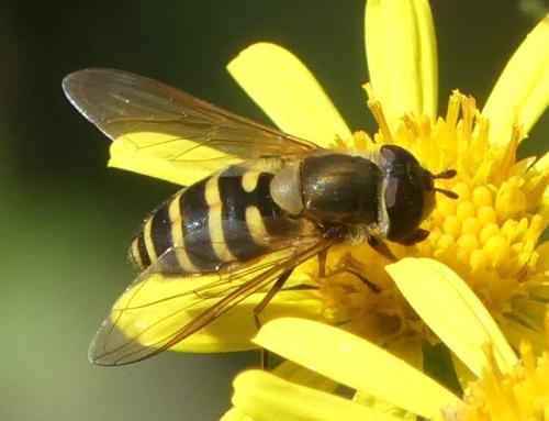Réf. 332 299 : Syrphus sp.