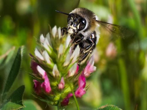 Réf. 332 232 : Anthophora retusa
