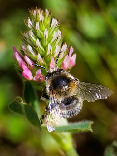 Anthophora retusa