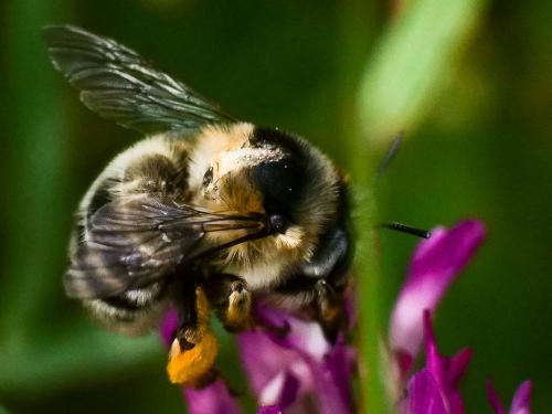Anthophora retusa meridionalis
