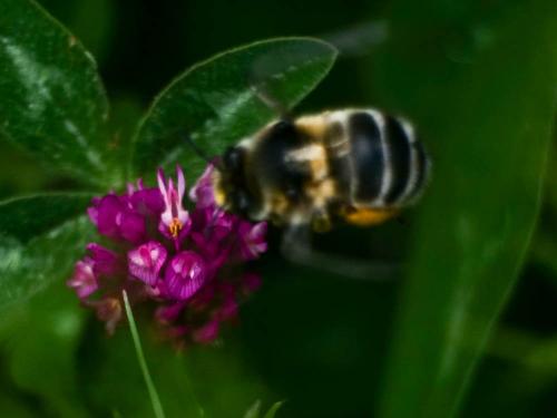Anthophora retusa meridionalis