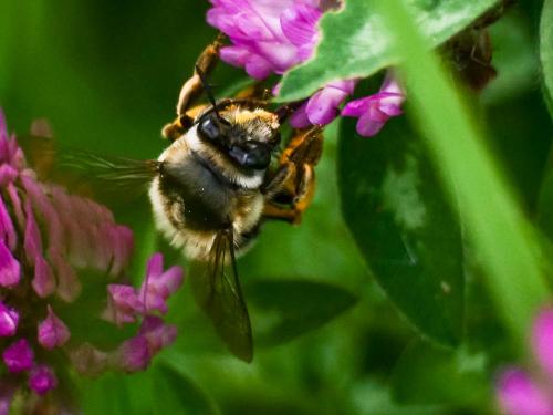 Anthophora retusa meridionalis