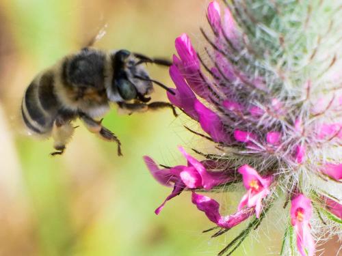Réf. 332 382 : Anthophora agama