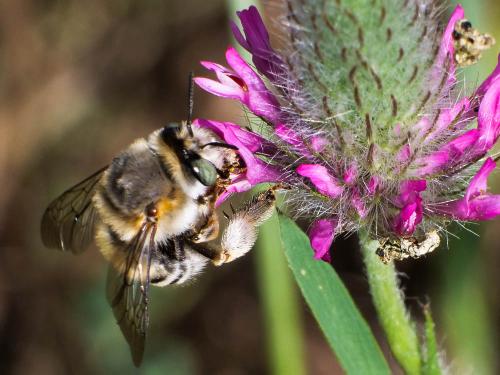 Réf. 332 380 : Anthophora agama