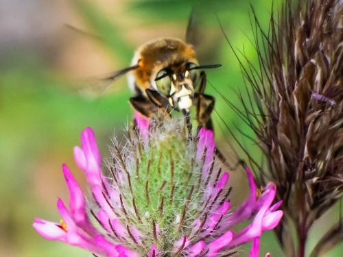 Anthophora agama