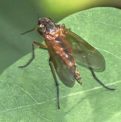 Réf. 332 415 : Rhagio annulatus