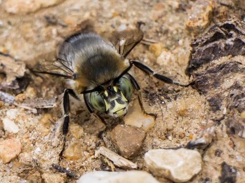 Réf. 332 867 : Anthophora agama