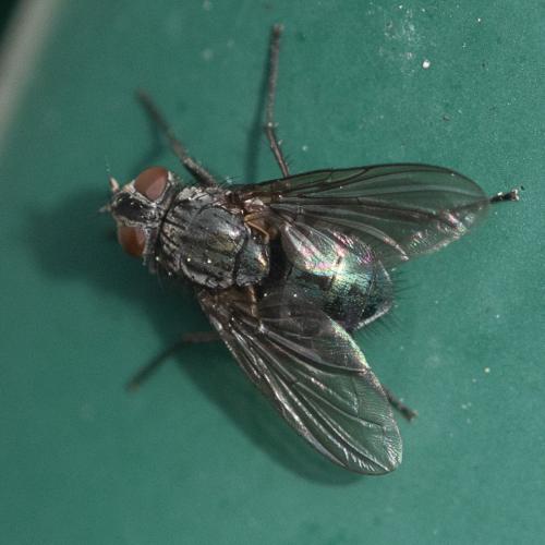 Bellardia bayeri