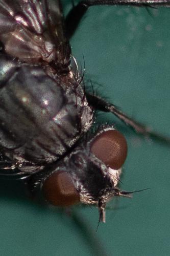 Bellardia bayeri