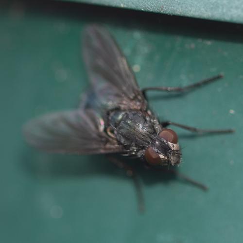 Bellardia bayeri
