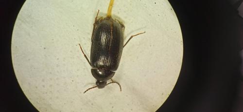 Prionychus fairmairii