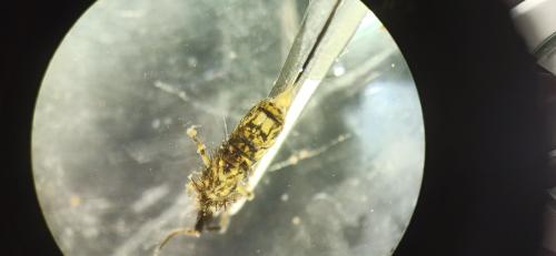 Réf. 332 199 : Orchesella villosa