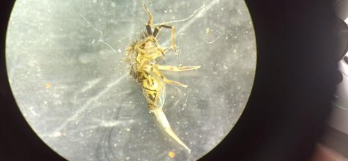 Réf. 332 246 : Orchesella villosa