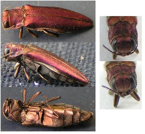 Réf. 332 872 : Agrilus sinuatus
