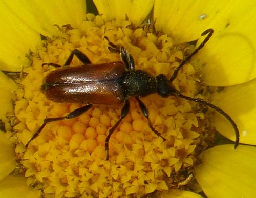 Pseudovadonia livida