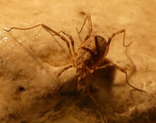 Odiellus spinosus