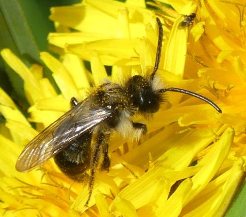 Andrena sp.