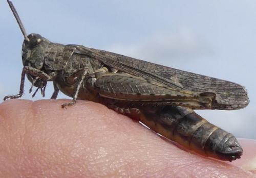 Chorthippus sp.