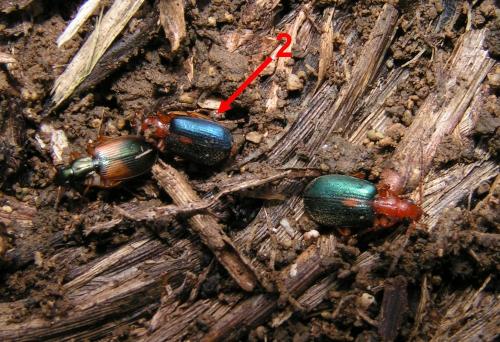 Brachinus sclopeta