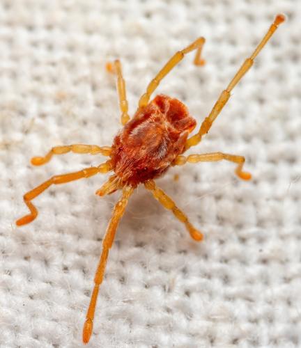 Réf. 332 203 : Charletonia sp.