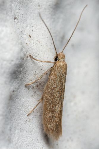 Tineinae