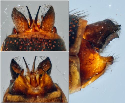 Réf. 332 946 : Anabolia nervosa