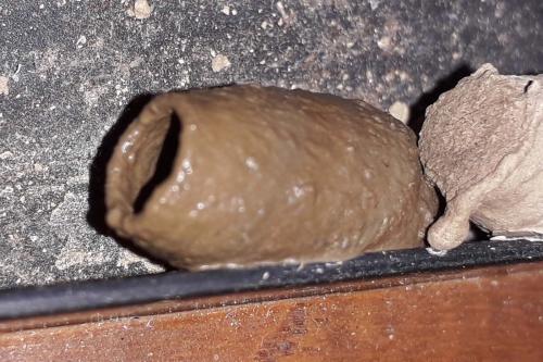 Sceliphron curvatum