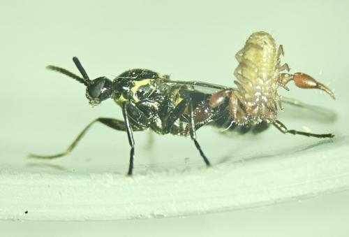 Réf. 332 201 : Scatopse notata