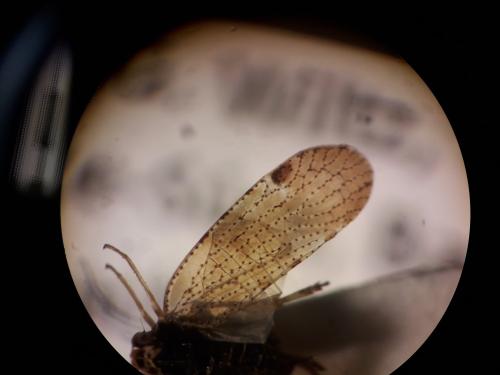 Tachycixius sp.