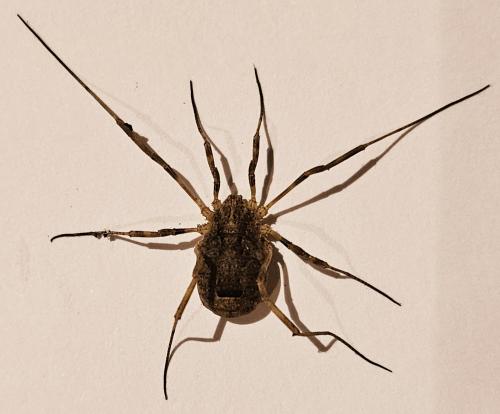 Odiellus spinosus