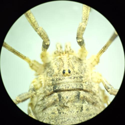 Odiellus spinosus