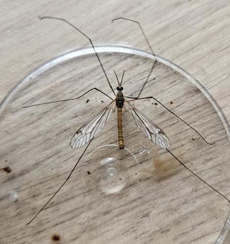 Réf. 332 410 : Tipula obsoleta
