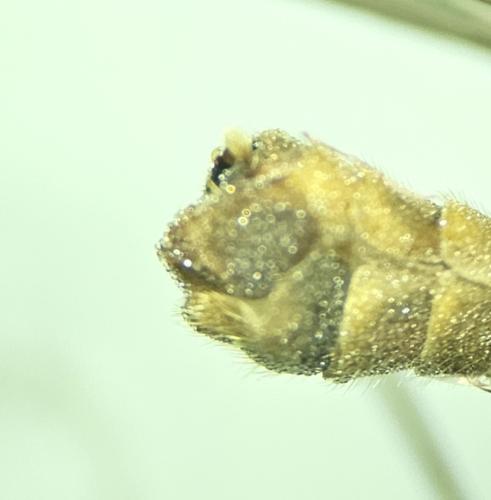 Réf. 332 413 : Tipula obsoleta