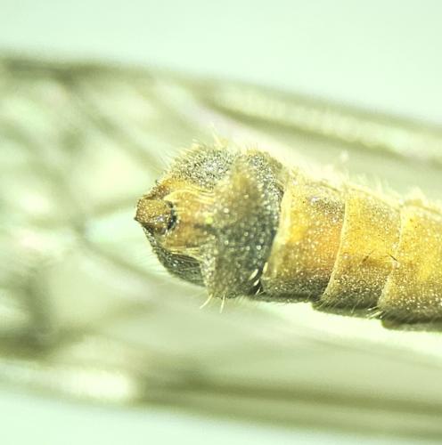 Réf. 332 414 : Tipula obsoleta