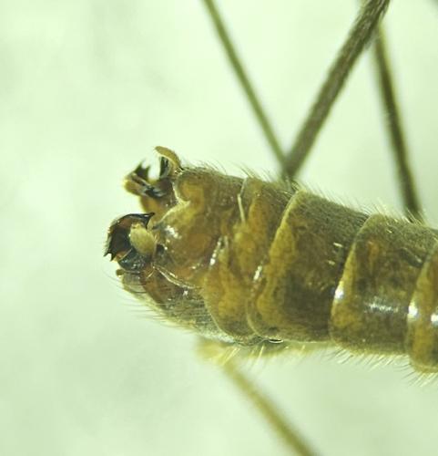 Tipula obsoleta