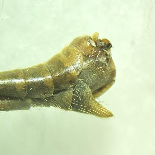 Tipula obsoleta