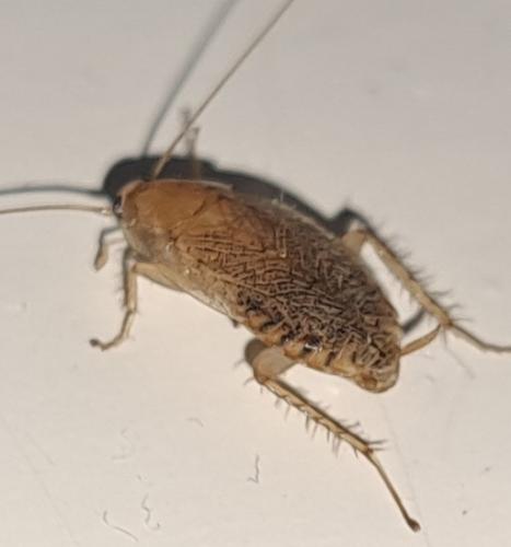 Réf. 332 987 : Planuncus vinzi