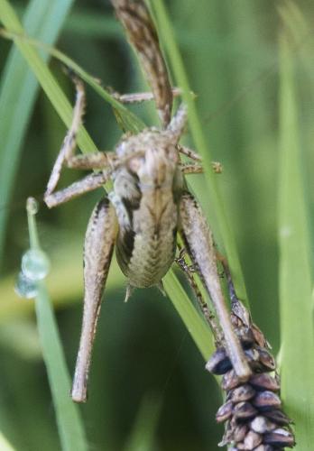 Pholidoptera griseoaptera
