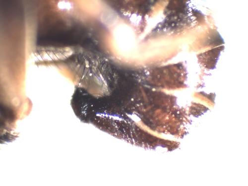 Myopa tessellatipennis