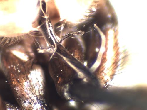 Myopa tessellatipennis