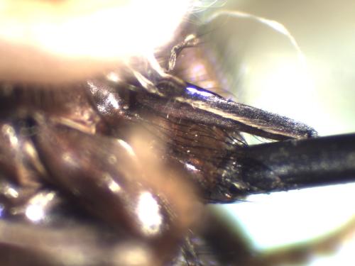 Myopa tessellatipennis