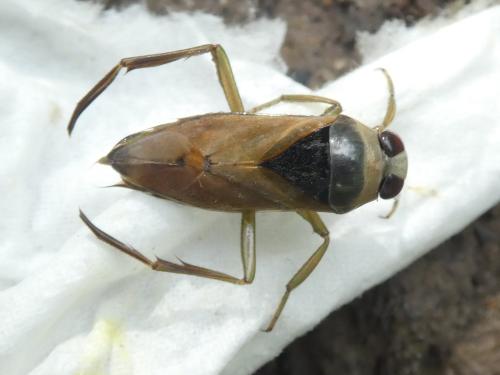 Notonecta glauca