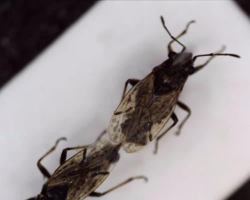 Réf. 332 323 : Nysius sp.