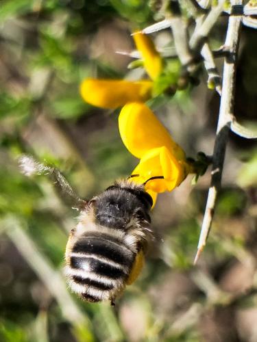 Anthophora dispar