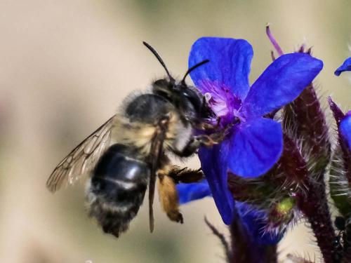 Anthophora sp.