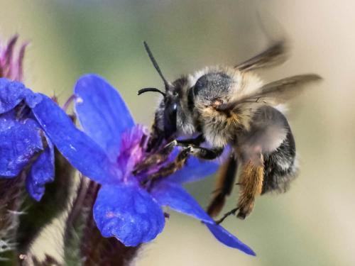 Anthophora sp.