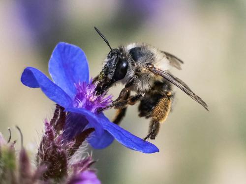Anthophora sp.